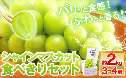 先行予約】シャインマスカット 岡山 約2kg 食べ切りセット《2026年9月