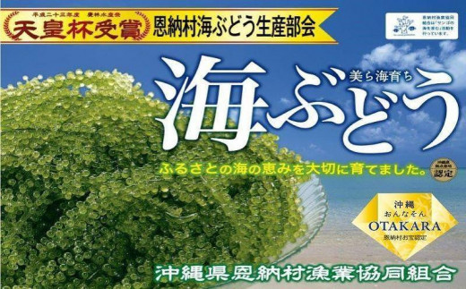 恩納村産 生海ぶどう ５００g｜配送時期：4月～10月（8月～9月上旬は