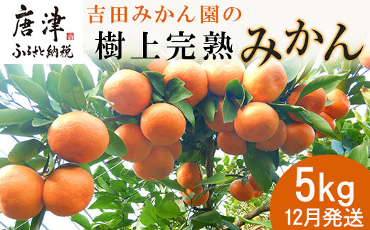 「予約受付」【12月発送】吉田みかん園の樹上完熟みかん 5kg 柑橘 ミカン 蜜柑 フルーツ 果物