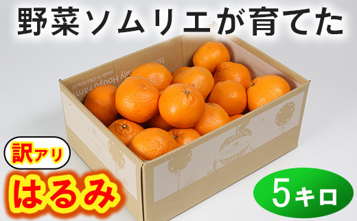 【訳あり・優品】野菜ソムリエ石児さんの「はるみ 約5kg」 みかん 柑橘類 はるみ 訳あり 先行予約 2月 フルーツ ＜103-011_5＞