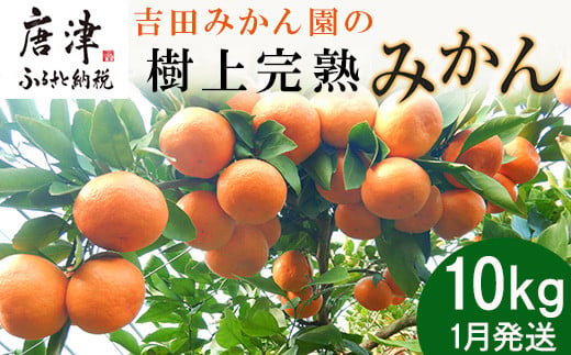 先行予約』【令和7年1月から発送】吉田みかん園の樹上完熟みかん 10kg 柑橘 ミカン 蜜柑 フルーツ 果物 - 佐賀県唐津市｜ふるさとチョイス -  ふるさと納税サイト