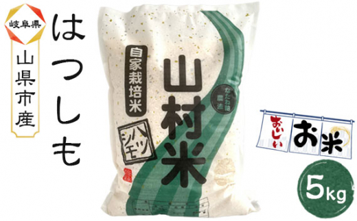 山県市産 ハツシモ 5kg（5kg×1袋）（白米） [No.797] ／ お米 ブランド