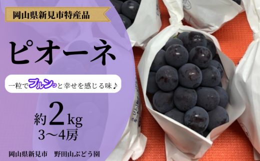 野田山ぶどう園 ピオーネ 約2kg 3～4房 【先行予約 2024年9月中旬から順次発送】 - 岡山県新見市｜ふるさとチョイス - ふるさと納税サイト