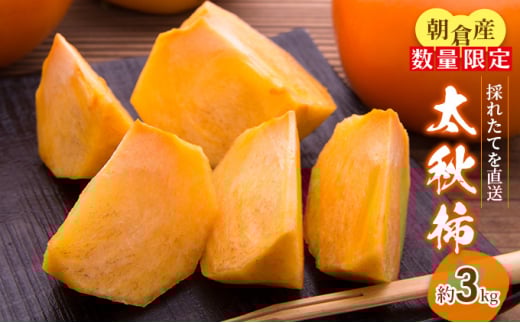 yqszys\z` H` 3kg  ʕ t[c ʕ ʎ fU[g  H H̖o {̉ʕ G߂̖ Y {Y