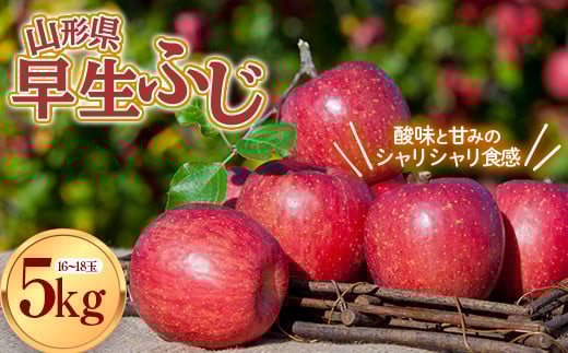 yR`zys\ 2026NxzR`Y ӂ  5kg  S ь fU[g t[c ʕ  ʎ Hi R` FSY-0804