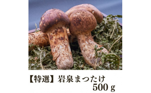 特選＞岩泉まつたけ 直送 500g【1423385】 - 岩手県岩泉町｜ふるさと