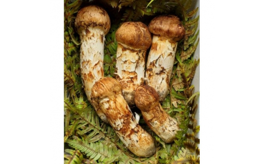 岩手県岩泉産松茸 300g前後(250g～350g)(詰め合わせ)【1415864  