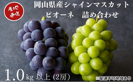 厳選 シャインマスカット・ニューピオーネ 2房 合計1.0kg以上 詰合せ 産地直送 朝採れ ぶどう 葡萄 Kawahara Green Farm  岡山県産 2023年