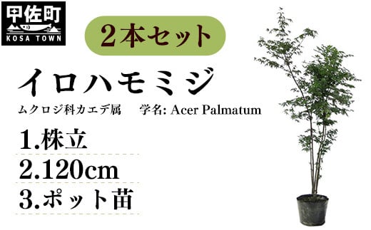 イロハモミジ（伊呂波紅葉）苗木 株立 樹高1.2m前後 2本セット ポット苗 シンボルツリー 落葉樹 植木 庭木 - 熊本県甲佐町｜ふるさとチョイス  - ふるさと納税サイト