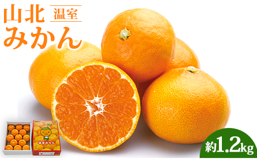 山北温室みかん1.2kg 果物 柑橘 ミカン 蜜柑 フルーツ Aku-0003 - 高知