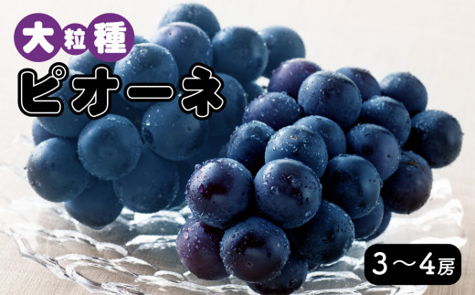 大粒種 ピオーネ (3～4房) ぶどう - 長野県千曲市｜ふるさとチョイス