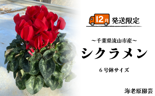 流山産 シクラメン 6号鉢 赤 ピンク おまかせ 12月発送