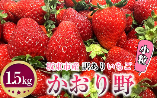 No.271 先行予約「坂東市産」訳ありいちご　かおり野　小粒や規格外品など詰め合わせ1.5kg　ジャムやイチゴミルクなどに ／ イチゴ 苺 フルーツ  果物 茨城県 特産品