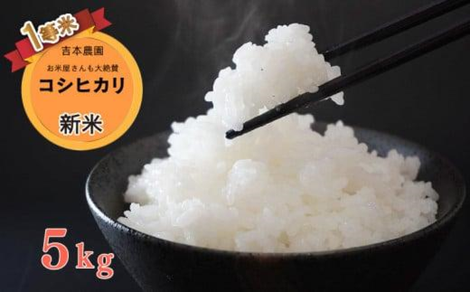 お米 令和２年 愛媛県産コシヒカリ 白米 20㎏ - 米/穀物