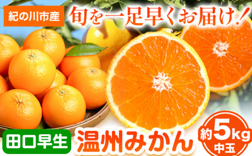 先行予約】早生みかん(田口早生) 約5kg《2024年11月中旬-12月末頃より