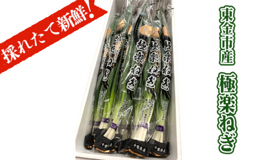 63）千葉県産ミネラル豊富な長ネギ20㌔（送料込）【おまけ付き】
