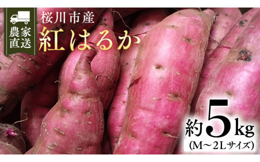 y錧szy2025N10{JnzY ܂ g͂邩 5kg 錧 Tc}C ׂɂ͂邩  Â [SC029sa]