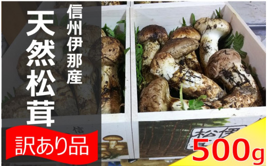 145-02】信州伊那の松茸（まつたけ） 500g 訳あり品につきご家庭用です