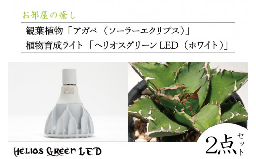 BN029 お部屋の癒し 観葉植物「アガベ（ソーラーエクリプス）」と植物