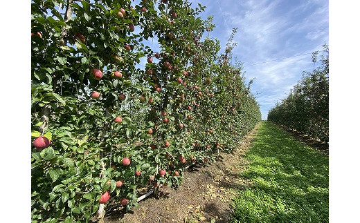 中平りんご園のりんご（すわっこ約5Kg） - 長野県中川村