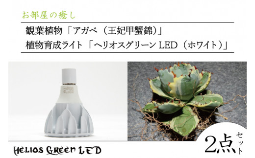 BN031 お部屋の癒し 観葉植物「アガベ（王妃甲蟹錦）」と植物育成