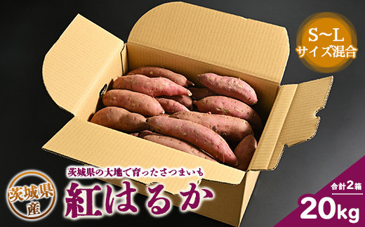 生芋 20kg S～Lサイズ混合 2箱 いも長 ｜ さつまいも いも 生いも 紅
