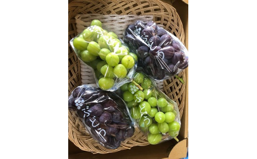 セット】[伊万里産]山和農園のぶどう2種セット（巨峰・シャイン  