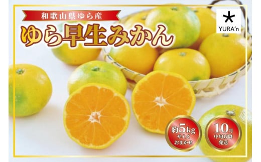 和歌山県産 ゆら早生みかん サイズおまかせ5kg 農家直送【2024年10月中旬頃より順次発送予定】