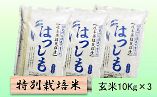 令和５年産 特別栽培米☆玄米30kg【ハツシモ】10Kg×3 [№5644-1367