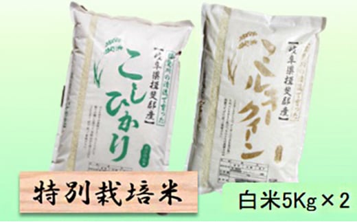 令和５年産 特別栽培米☆白米10kg 【コシヒカリ・ミルキークイーン】各