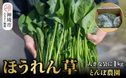 ほうれん草 1kg バラ詰め（大きな袋に1kg）【ハウス栽培 産地直送