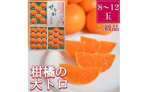 ちょっと 傷あり 柑橘の大トロ ハウス せとか 8 ～ 12玉入 化粧箱 南泰園【2024年2月上旬～発送】