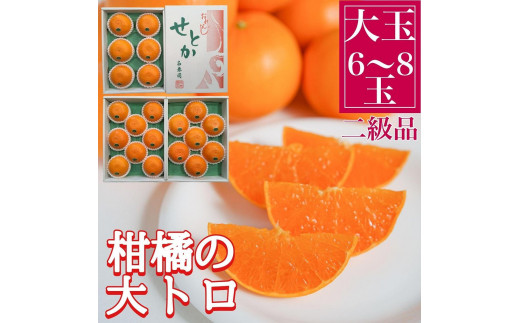 ちょっと 傷あり 柑橘の大トロ ハウス せとか 大玉 6 ～ 8玉入 化粧箱 南泰園【2024年2月上旬～発送】