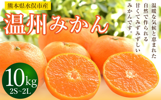 【2023年11月上旬発送開始】温州みかん 約10kg 2S～2L ミカン 柑橘 果物 フルーツ