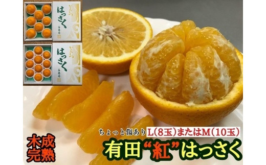 ちょっと 傷あり 木成完熟 紅はっさく L × 8玉 または M × 10玉 サイズ 化粧箱【2024年4月上旬～発送】