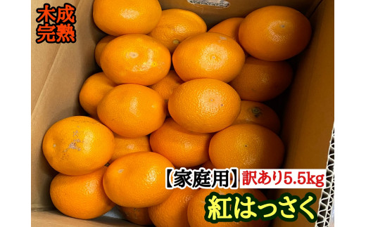 家庭用 5.5kg 訳あり 傷多め 木成完熟 紅はっさく L または M サイズ