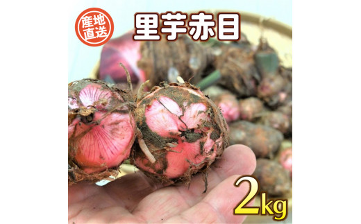 里芋 赤目 2kg 野菜 惣菜 煮物 芋 さといも サトイモ 産地直送 期間限定 ( 2023年12月以降 順次発送 ) 下関 山口