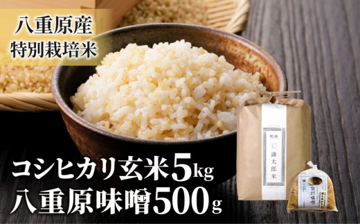 新幹線で福井が福井米があつい 玄米10kg 5年産コシヒカリ 特栽①