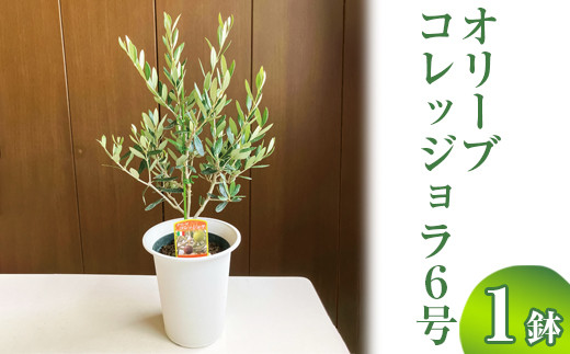 y錧É͎szI[u RbW6 ւ̔zs | ϗtA A O[ I[u̖ RbW  c A V{c[ Mtg  蕨 v[g 