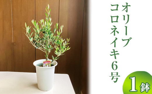 y錧É͎szI[u RlCL6 ւ̔zs | ϗtA A O[ I[u̖ RlCL  c A V{c[ Mtg  蕨 v[g  
