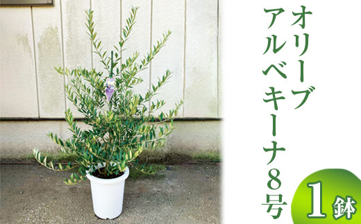 オリーブ アルベキーナ8号 ※離島への配送不可 | 観葉植物 植物