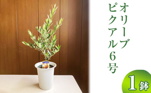 オリーブ ピクアル6号 ※離島への配送不可 | 観葉植物 植物 グリーン オリーブの木 ピクアル 室内 苗 鉢植え シンボルツリー ギフト 贈答  贈り物 プレゼント お中元 お歳暮 直送 農家直送 茨城県 古河市 送料無料 _BZ11 - 茨城県古河市｜ふるさとチョイス - ふるさと納税サイト