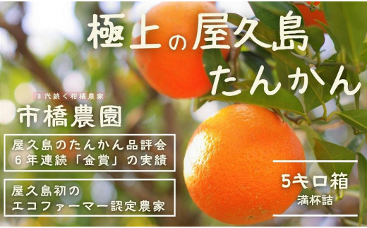 先行予約／数量限定＞【市橋農園】屋久島産たんかん・5キロ箱（秀品