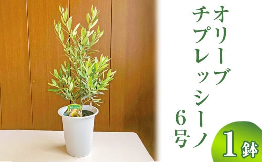 オリーブ チプレッシーノ6号 ※離島への配送不可 | 観葉植物 植物 グリーン オリーブの木 チプレッシーノ 室内 苗 鉢植え シンボルツリー ギフト  贈答 贈り物 プレゼント お中元 お歳暮 直送 農家直送 茨城県 古河市 送料無料 _BZ10 - 茨城県古河市｜ふるさとチョイス ...