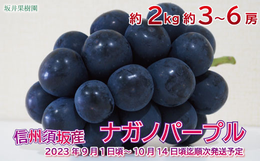 [No.5657-3332]信州須坂産 ナガノパープル約2kg（約3～6房）《坂井果樹園》■2023年発送■※9月上旬頃～10月旬中頃まで順次発送予定