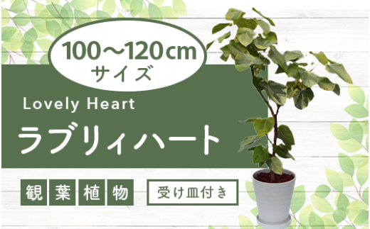 2025年5月中旬～発送【観葉植物】ラブリィハート100cm～120cm【農林水産省 品種登録】(T&P/077-1498) 南国鹿児島県で育った  観葉植物！植物 鉢付 インテリア 室内 オフィス おしゃれ プレゼント ギフト 開店祝い 移転祝い マイナスイオン【配送不可地域：北海道・沖縄県 ...