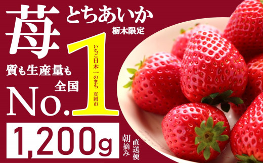 人気超上昇!! とちあいか いちご 1200g ( 4パック ) 期間限定 数量限定｜ いちご日本一 ミス苺 応援 農林水産省 最多獲得 苺  ストロベリー 人気 果物 フルーツ 真岡市 栃木県 限定品種 送料無料 1月 2月 3月発送 | 10,000円 1万円 | 大小混合 サイズ 小分け