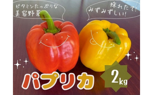 数量限定 肉厚大きい パプリカ 新鮮野菜 2kg