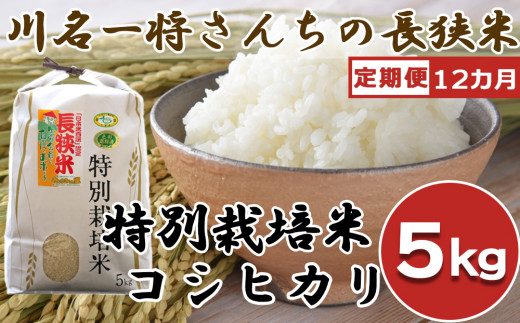令和5年新米】【定期便】川名一将さんちの長狭米 特別栽培米コシヒカリ