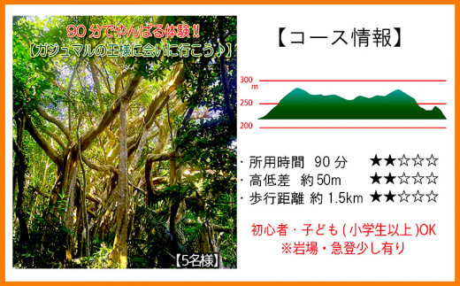 ✨✨✨ガジュマル【◎ジブリの世界】検/okinawaガジュマル♪サービス品♪ ✨✨✨オキナワガジュマル【ジブリの世界】検/ガジュマル♪セール